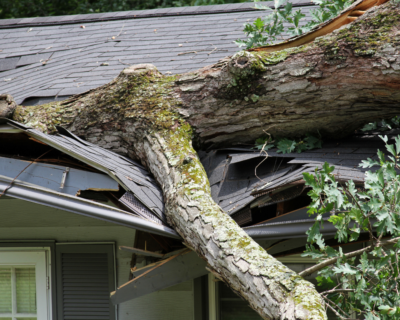 Large tree fallen on residential roof, damaged roof, damaged shingles, damaged gutters.